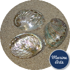 8207 - Polished Abalone - Aqua Blue